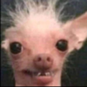 Meet your Posher, Laurel